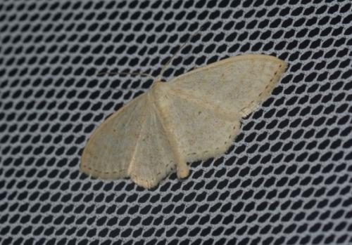 Réf. 231 912 : Scopula floslactata